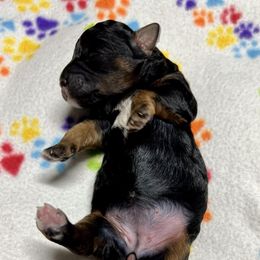 Goldendoodle and Poodle Puppies from SnickerDoodlePups