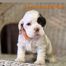 Boy orange collar - Brown white and tan male Cocker Spaniel puppy in Bonsall, California from CuttinBlue Farms
