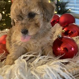 Bernedoodle and Havapoo Puppies from Precious Paws and Purrs