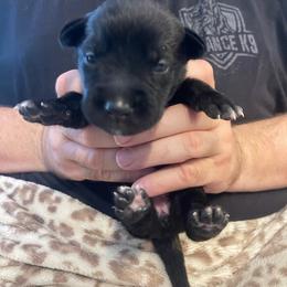 Toph - Brindle female xDutch Shepherd puppy in Chelsea, Alabama from Alliance K9