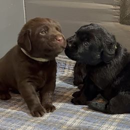 Chocolate Boy - Chocolate male Labrador Retriever puppy in Malabar, Florida from Mythic Labradors, LLC