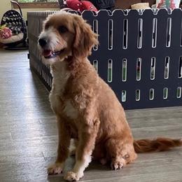 Breezy - Goldendoodle