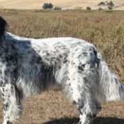 English Setters and Golden Retrievers from Gemstone Goldens