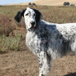 English Setters and Golden Retrievers from Gemstone Goldens