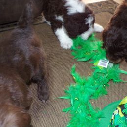 Aussiedoodle Puppies from Lotadoodle Farms