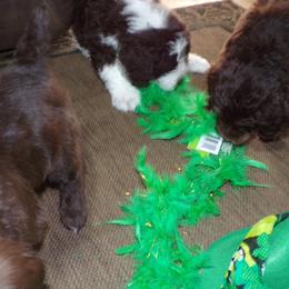 Aussiedoodle Puppies from Lotadoodle Farms