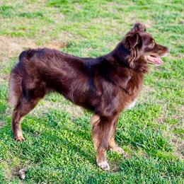 Bailey - Red tri-color female Australian Shepherd puppy in Richmond, Texas from Big Zen Aussies