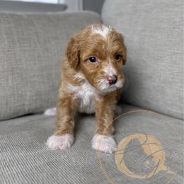 Olive - Apricot female Goldendoodle puppy in Murrieta, California from Apricot Poodles & Goldendoodles, LLC