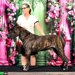 JD - Perro de Presa Canario
