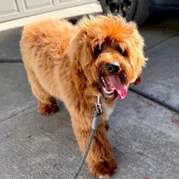 Dash - Red male Australian Labradoodle puppy in Auburn, Washington from West Valley Labradoodles