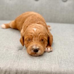 Dolly - Red  female Goldendoodle puppy in Queen Creek, Arizona from Goldendoodle AZ