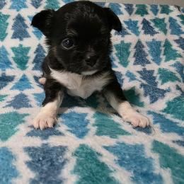 Buzz - Blue and white male Chihuahua puppy in Wytheville, Virginia from Southwest Virginia Chihuahua