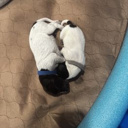 German Shorthaired Pointer Puppies from Ellis kennels
