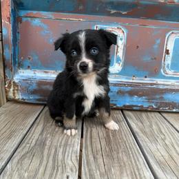 Boy 1 - Black tri male Miniature Australian Shepherd puppy in Ellsworth, Kansas from Flying H Mini Aussies