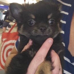 Junior - Black and tan male Chihuahua puppy in Citrus Heights, California from Golden State Chihuahuas