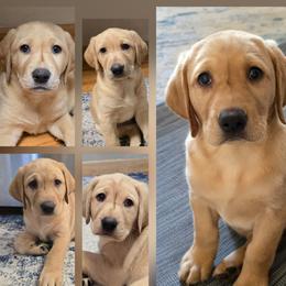Labrador Retriever puppies from LuLu Ridge Pups
