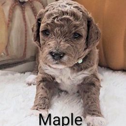 Maple (aqua collar) - Red  female Goldendoodle puppy in Fayetteville, North Carolina from Frannie's Goldendoodle Puppies