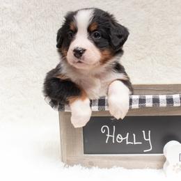 Bernese Mountain Dog Puppies from Berner Dynasty