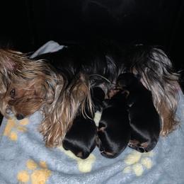 Yorkshire Terrier Puppies from Missy Lu Lap Puppies
