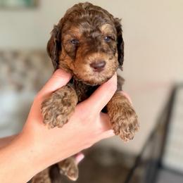 Fred - Phantom male Goldendoodle puppy in Twin Falls, Idaho from Burrow & Bone