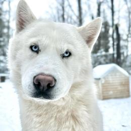 Ghost - Siberian Husky