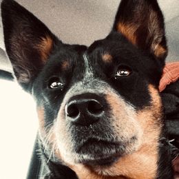 Australian Cattle Dogs from Hangin R Kennels
