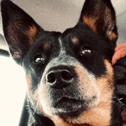 Australian Cattle Dogs from Hangin R Kennels