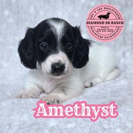 AMETHYST - Piebald female Dachshund puppy in Columbia, Louisiana from Diamond 5R Ranch AKC & CKC Miniature Dachshunds