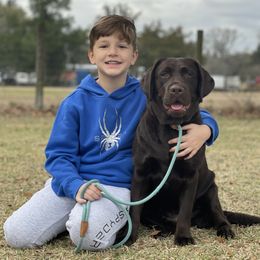 Labrador Retrievers from SoFlo Labradors