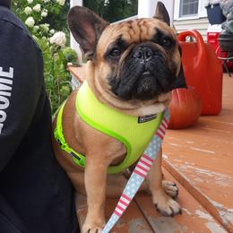 French Bulldog Puppies from Sproull's Fabulous French Bulldogs of Howell of Michigan