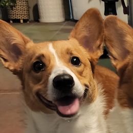 Pembroke Welsh Corgis from The Crazy Corgi Bunch