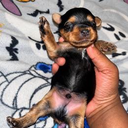 Porky 1500 - Black and tan male Yorkshire Terrier puppy in Gastonia, North Carolina from Banks Dynasty Kennel