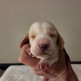 Sugar - Red and white female Basset Hound puppy in Denison, Texas from Emma Lou's Baby Bassets