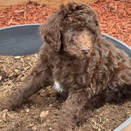 Purple Collar Boy - Brown male Poodle puppy in Colorado Springs, Colorado from Pikes Peak Doodles