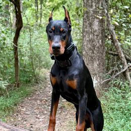 Doberman Pinscher Puppies from Devoted Doberman
