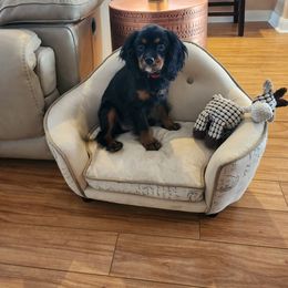 Cavalier King Charles Spaniel All Grown Up from Bunker Hill Cavaliers