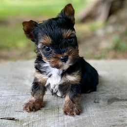 Yorkshire Terriers from Peony Garden Yorkshire Terriers
