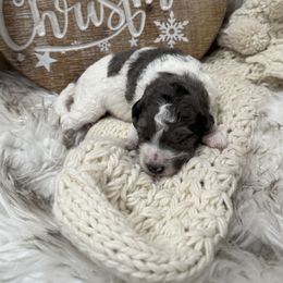 Boy 5 - Parti male Goldendoodle puppy in Stratford, New Jersey from Meadow Lark Doodles