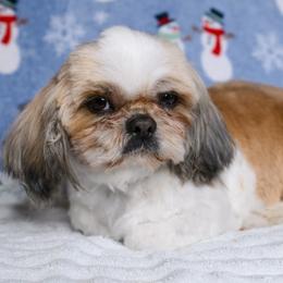 Hanti - Black gold and white female Shih Tzu puppy in Montrose, Colorado from Nana's Happy Pups