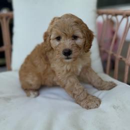 Sandy - Red female Bernedoodle puppy in Loxahatchee, Florida from SR. Doodle pupps