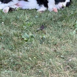 Bandit - Black and white female Border Collie puppy in Barnstead, New Hampshire from Pettigrew's Border Collies