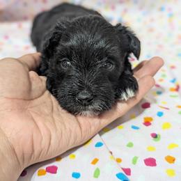 Blossom - Black female Miniature Schnauzer puppy in Paris, Texas from Black Star Farm