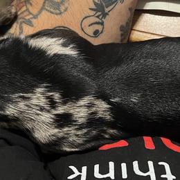 Dachshund Puppies from Witchy Woman’s Wiener’s