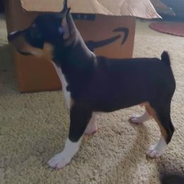 Rat Terrier Puppies from Country Rat Terriers