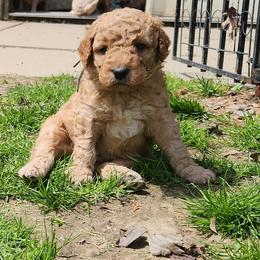 Isaac - Apricot male Labradoodle puppy in Fostoria, Michigan from North Country Kennel Club