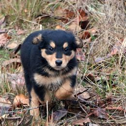 English Shepherd Puppies from Boarstead English Shepherds