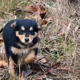 English Shepherd Puppies from Boarstead English Shepherds