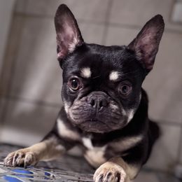 Willow - French Bulldog
