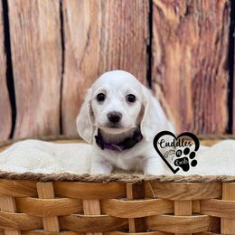 Purple collar - Cream female Dachshund puppy in Nashville, Arkansas from Cuddles n Curls