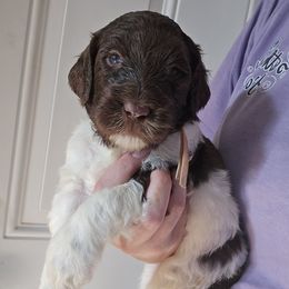 Honey - female Newfypoo puppy in Mckenzie, Tennessee from Small Town Doodles & Poodles